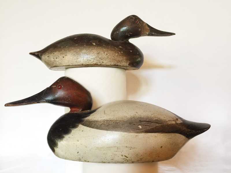 Premier Canvasback Pair