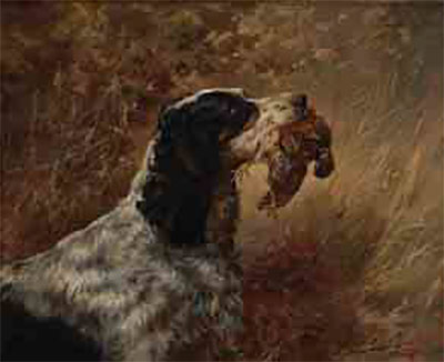 Dog Setter Portrait