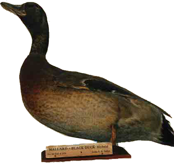 Mallard Black Hybrid