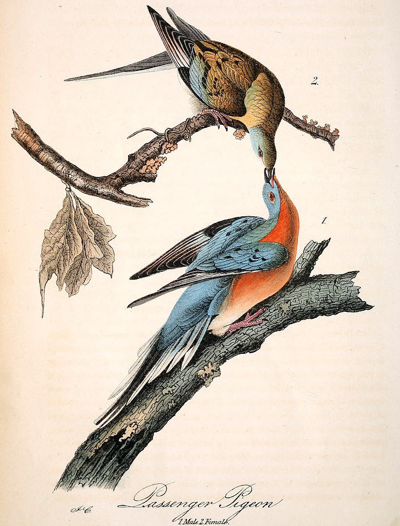 Passenger Pigeon Pair